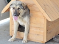 Câini din Adăpostul municipal Iași, iunie 2015