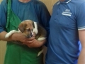 Câini adoptați din Adăpostul municipal Iași, iulie 2017