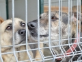 Câini din Adăpostul municipal Iași, iulie 2015