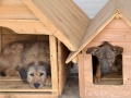Câini din Adăpostul municipal Iași, iulie 2015
