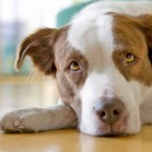 Ce faceți când găsiți un câine otrăvit?