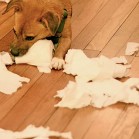 Teama unui cățel de a rămâne singur acasă