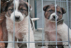 La Tomești pot fi adoptați și câini din rasele Husky, buldog englez, lup sau labrador