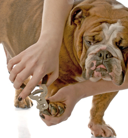 Tăierea unghiilor la câinii crescuți în casă