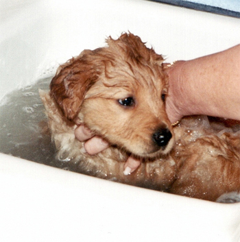Cât de des trebuie spălat un câine?