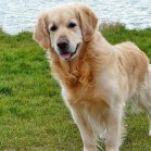 Pregătiri pentru adoptarea unui câine