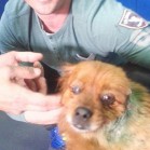 Urechiușa, o cățelușă pekinez adoptată de salvatorul ei