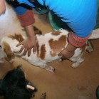 Beagle abandonat în mare viteză la poarta Adăpostului municipal