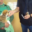 Câini adoptați din padocul Tomești