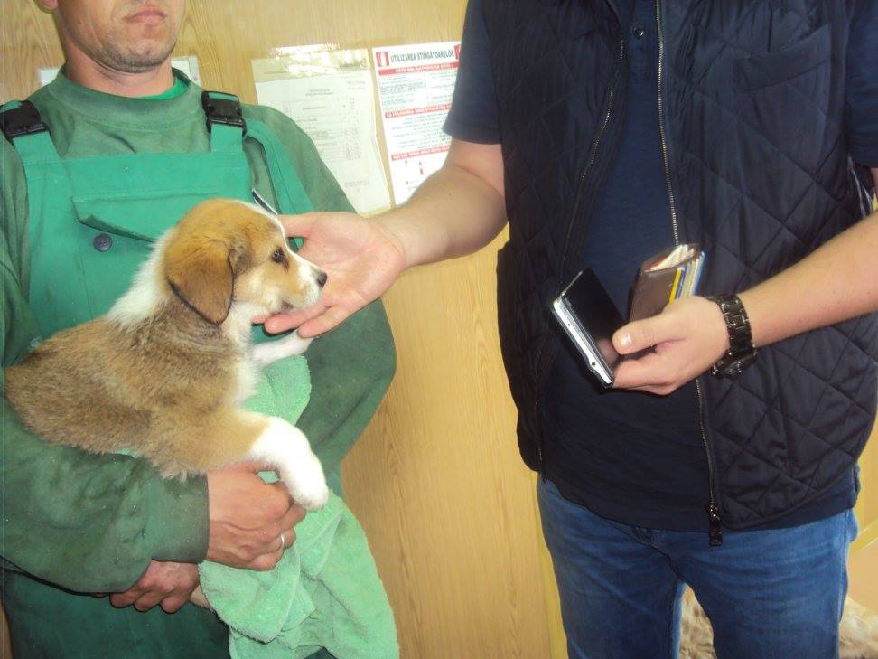 Câini adoptați din padocul Tomești