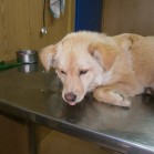 Bella, la sterilizare