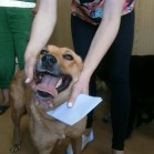 Cățelușă adoptată pe 13 mai 2015