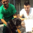 Adopții în prima jumătate a lunii iulie 2015