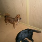 Belvy are nevoie de familie