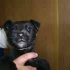 Michi - băiețel cu vârsta de 3 luni. Pentru adopție.