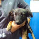 Adopții, noiembrie 2015