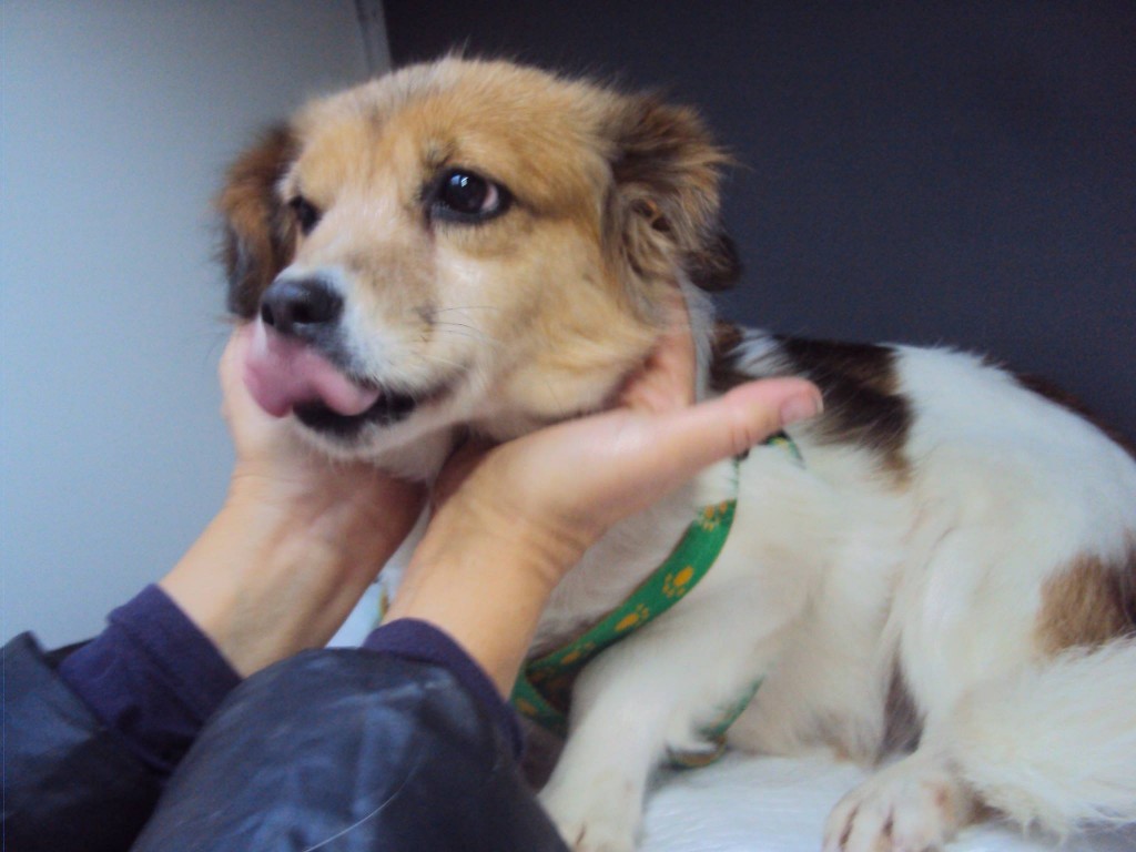 Au plecat și Lucky, Rico, Rysa, Inna, Tess, Flory și Bruny