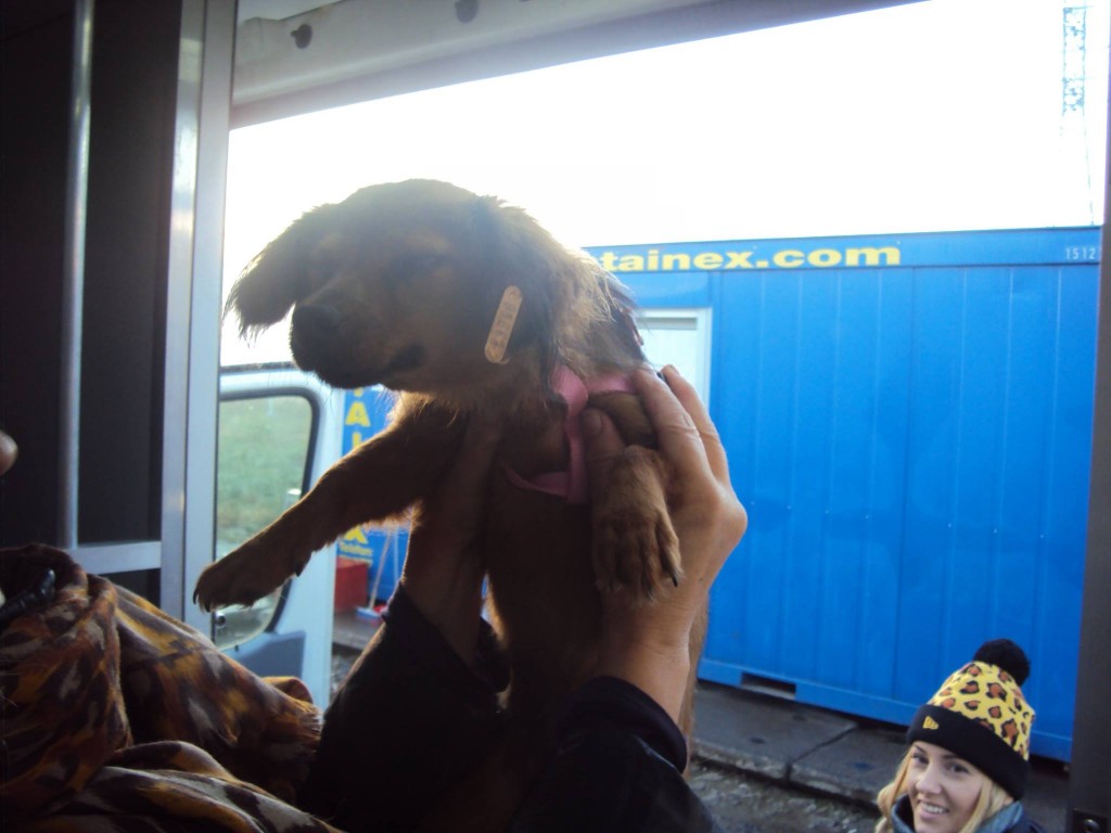 Au plecat și Lucky, Rico, Rysa, Inna, Tess, Flory și Bruny