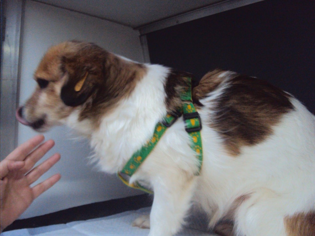 Au plecat și Lucky, Rico, Rysa, Inna, Tess, Flory și Bruny