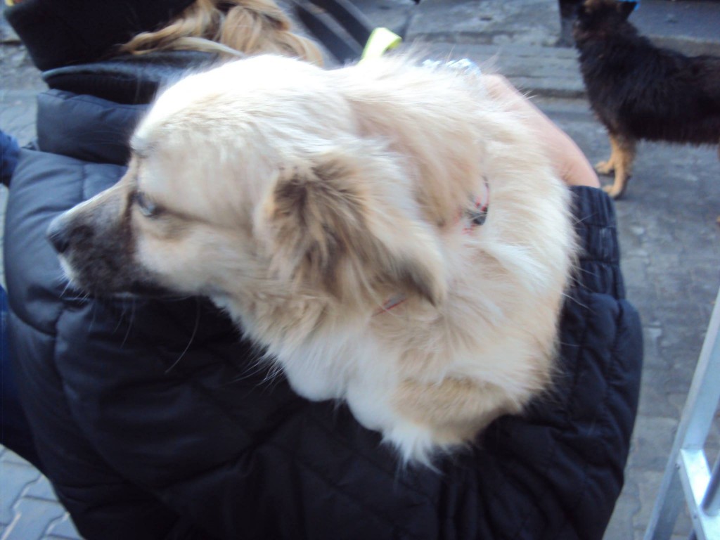 Au plecat și Lucky, Rico, Rysa, Inna, Tess, Flory și Bruny