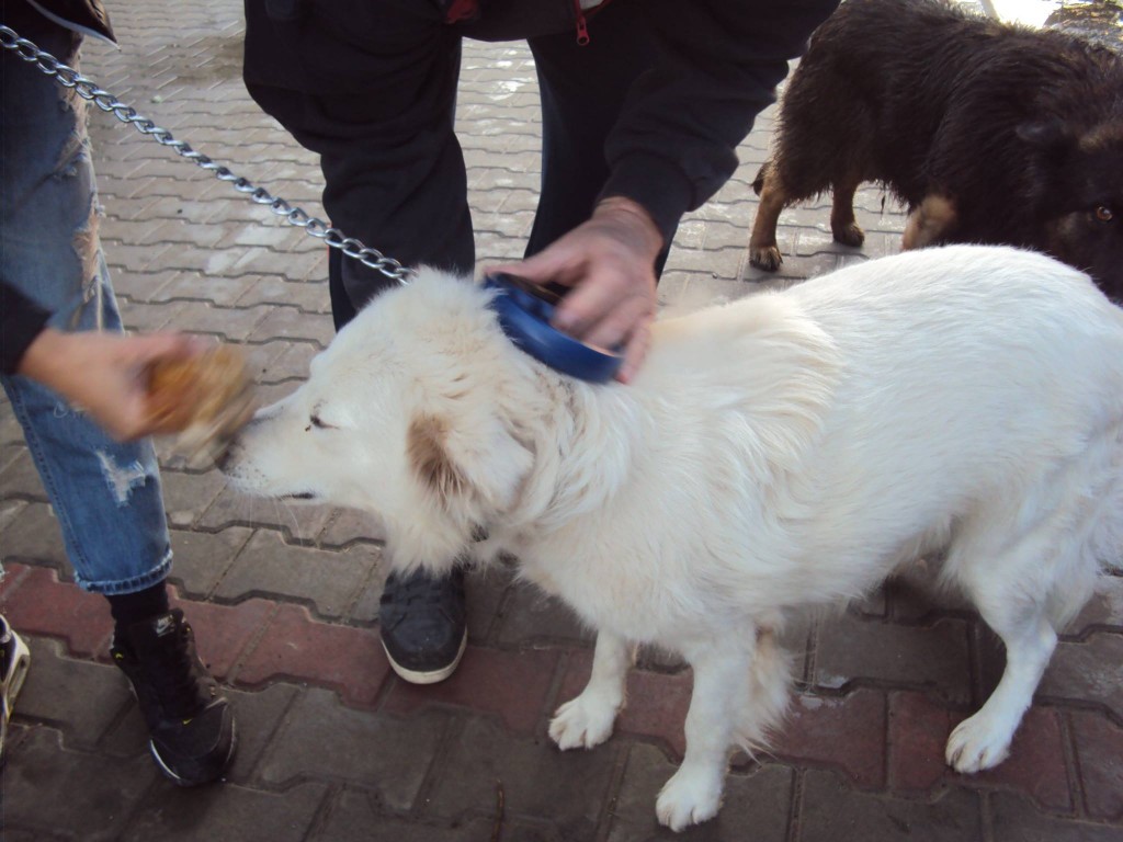 Au plecat și Lucky, Rico, Rysa, Inna, Tess, Flory și Bruny