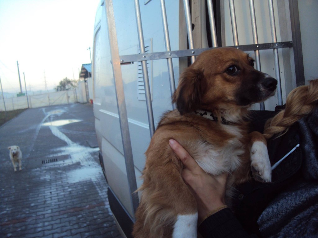 Au plecat și Lucky, Rico, Rysa, Inna, Tess, Flory și Bruny