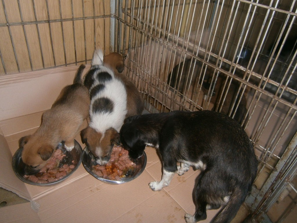 Câini-pui pentru adopție, noiembrie 2015