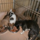 Câini-pui pentru adopție, noiembrie 2015