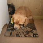 Chichi, cumințică și dulcică, pentru adopție