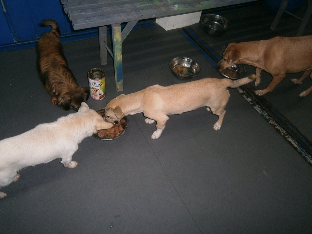 Câini-pui pentru adopție, noiembrie 2015
