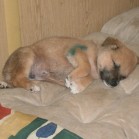 Pentru adopție