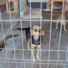 Cățelușa și puiul ei, pregătite petru adopție
