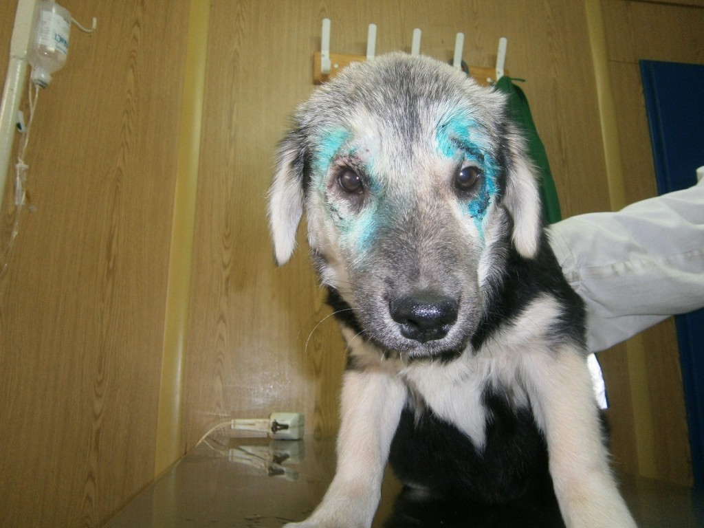 Durdulica, salvată de la orbire