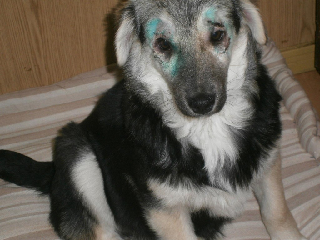 Durdulica, salvată de la orbire