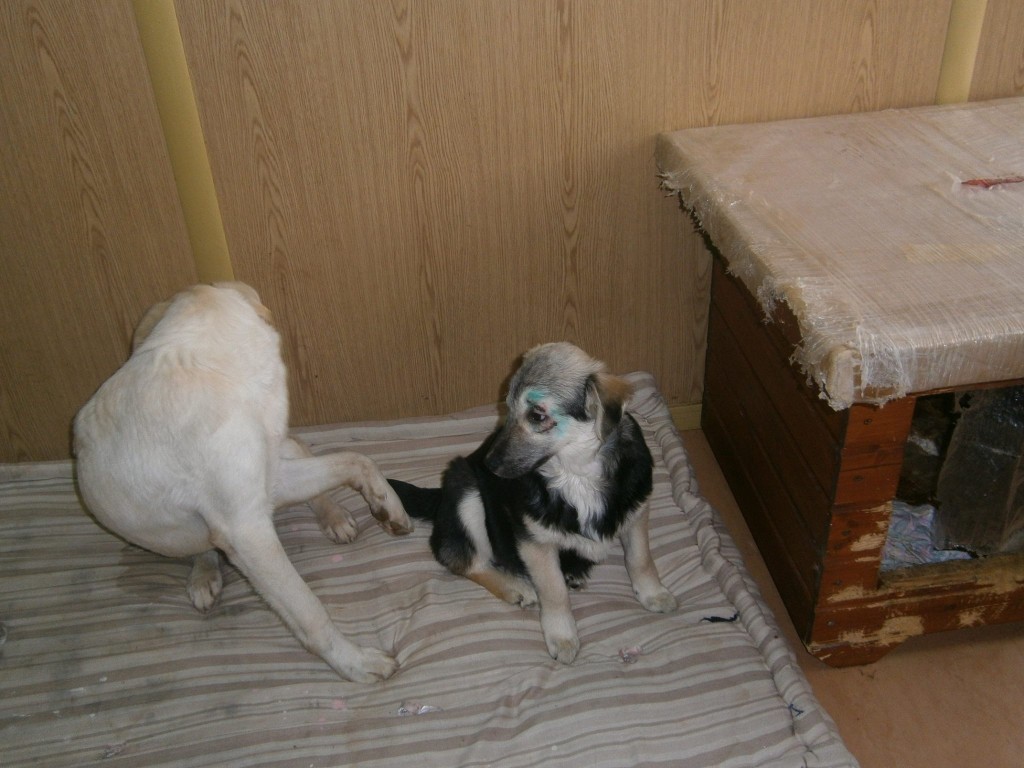 Durdulica, salvată de la orbire