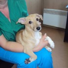 Frejya așteaptă să fie adoptată