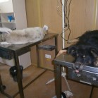Cățelușă cu boticul mutilat de un laț de sârmă