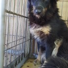 Evoluție foarte bună pentru cățelușa mutilată de un laț de sârmă
