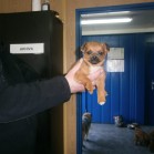 Pentru adopție, februarie 2016
