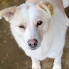 Căței pentru adopție, februarie 2016