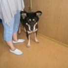 Nicko, cățea cu semipareză, vindecată și adoptată