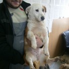 Adopții, 23 martie 2016
