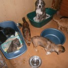 Câini pentru adopție, februarie 2016