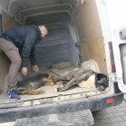 Căței adoptați la începutul lunii martie 2016