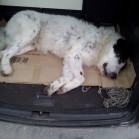 Căței adoptați la începutul lunii martie 2016
