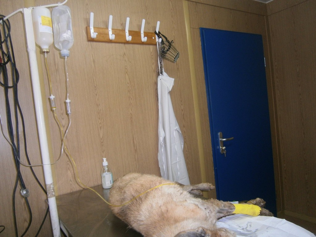 Cățel cu tumoare suprainfectată și necrozată, operat în Adăpostul municipal Iași