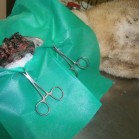 Cățel cu tumoare suprainfectată și necrozată, operat în Adăpostul municipal Iași