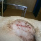 Cățeluță cu tumoră în regiunea costo-abdominală