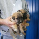 Adopții, 23 martie 2016