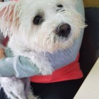 Adopții, aprilie 2016